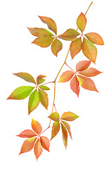 Image showing Branch with leaves