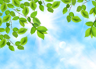 Image showing Green leaf opposite sun and sky