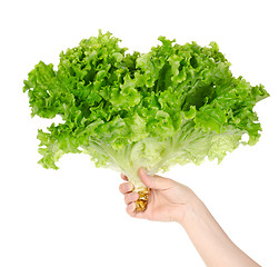 Image showing Lettuce in hand