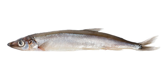 Image showing Raw capelin (Path)