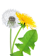 Image showing Dandelion flower isolated