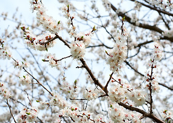 Image showing Flowering apricot tree