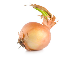 Image showing Onions with green scion