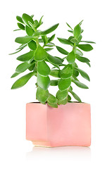 Image showing Crassula