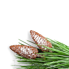 Image showing fir tree branch with pinecones