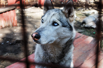 Image showing sad and tearful husky behind in cage