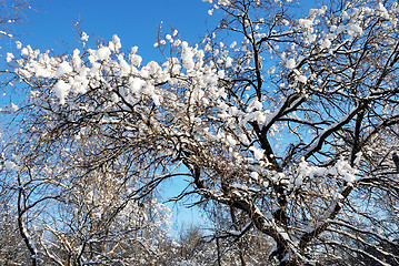 Image showing frozen branch against blue sky 