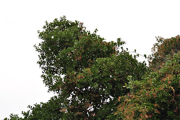 Image showing green bush