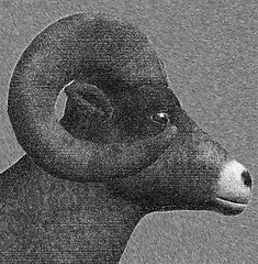 Image showing goat horns sketch illustration