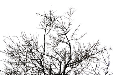 Image showing leafless tree branches silhouette