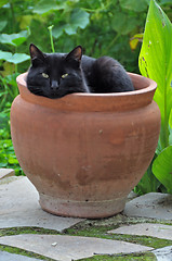 Image showing flowerpot black cat