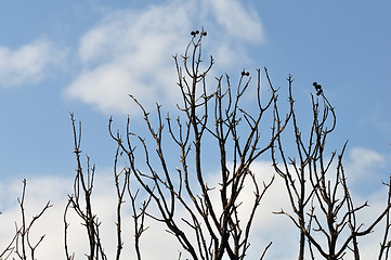 Image showing burned branches