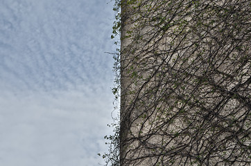 Image showing plant on concrete building