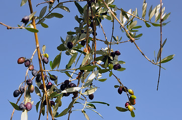 Image showing olive tree branch