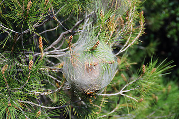 Image showing bagworm coccoon plant disease