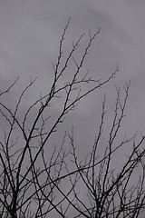 Image showing gray branches