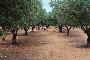 Image showing olive tree rows