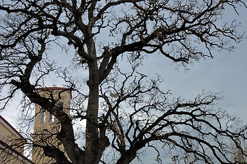 Image showing church tree branches