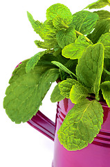 Image showing Mint Leafs