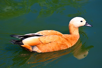 Image showing Ruddy Shelduck