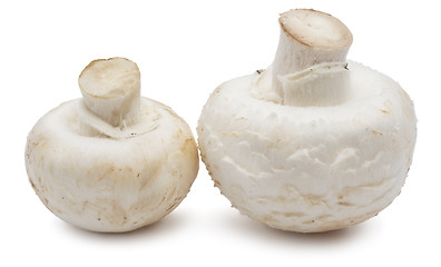 Image showing Champignon mushrooms