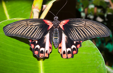 Image showing Butterfly