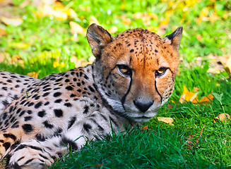 Image showing Cheetah