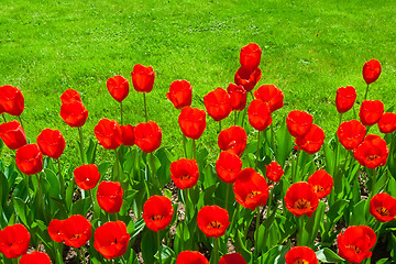 Image showing Tulip flowers