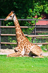 Image showing Giraffe