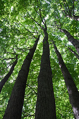 Image showing Green forest