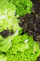 Image showing Lettuce salad in a shop