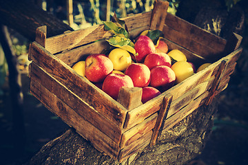 Image showing Apples in an old wooden crate on tree