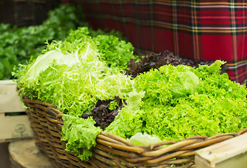 Image showing Lettuce salad in a shop