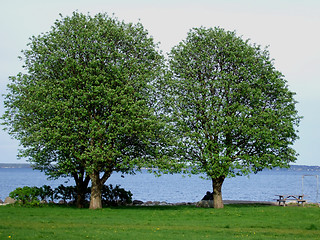 Image showing Two trees