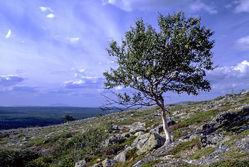 Image showing Lonely tree