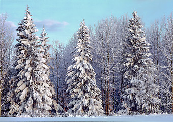 Image showing Winter Landscape