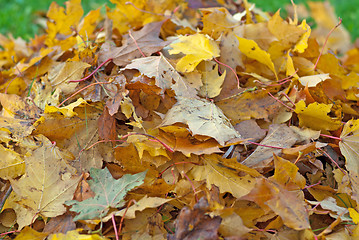 Image showing Leaves.