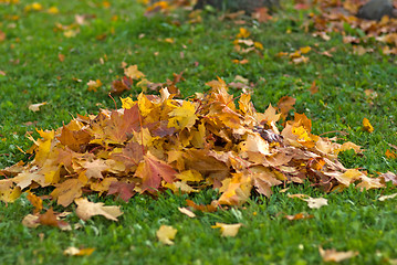 Image showing Leaves.