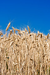 Image showing Wheat field