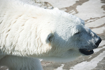 Image showing Polar bear