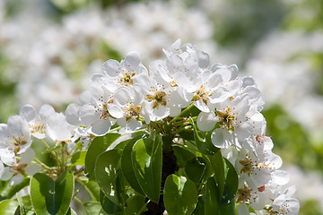 Image showing Apple flowers