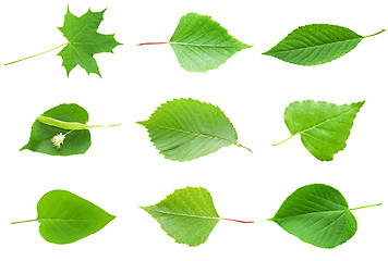 Image showing Green Leaves