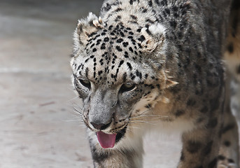 Image showing Snow Leopard