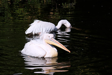 Image showing Pelican