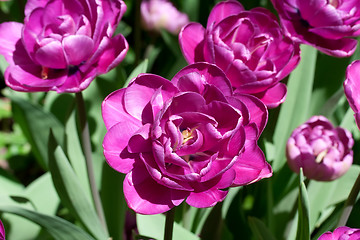 Image showing Tulip flowers