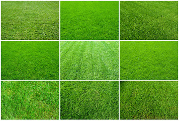 Image showing Green grass