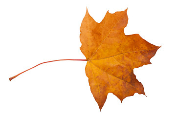 Image showing Maple leaf