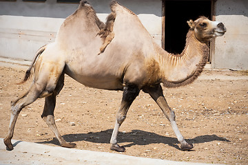 Image showing Camel