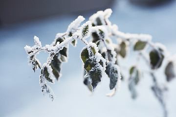 Image showing frozen branch with leafs against sky, winter landscape 