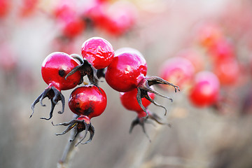 Image showing close up of red hips 